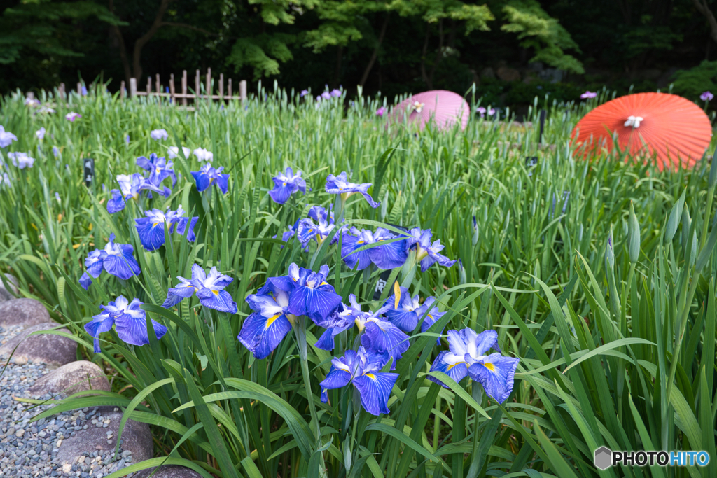 和傘と花菖蒲 ④