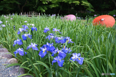 和傘と花菖蒲 ④
