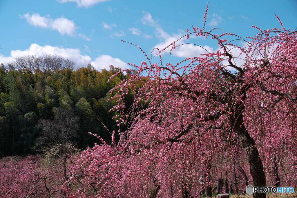 枝垂れ梅 開花 ⑥