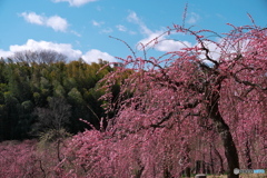 枝垂れ梅 開花 ⑥