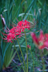 彼岸花 開花 ②