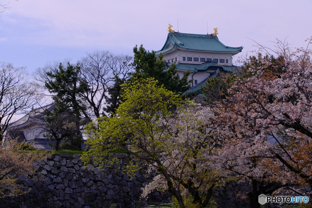 桜 × 名古屋城　天守と桜 ①