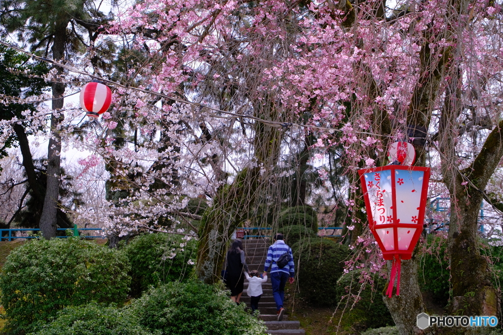 桜 × 名古屋城 　さくらまつり ④