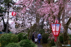 桜 × 名古屋城 　さくらまつり ④