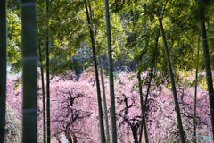 枝垂れ梅 満開 ③