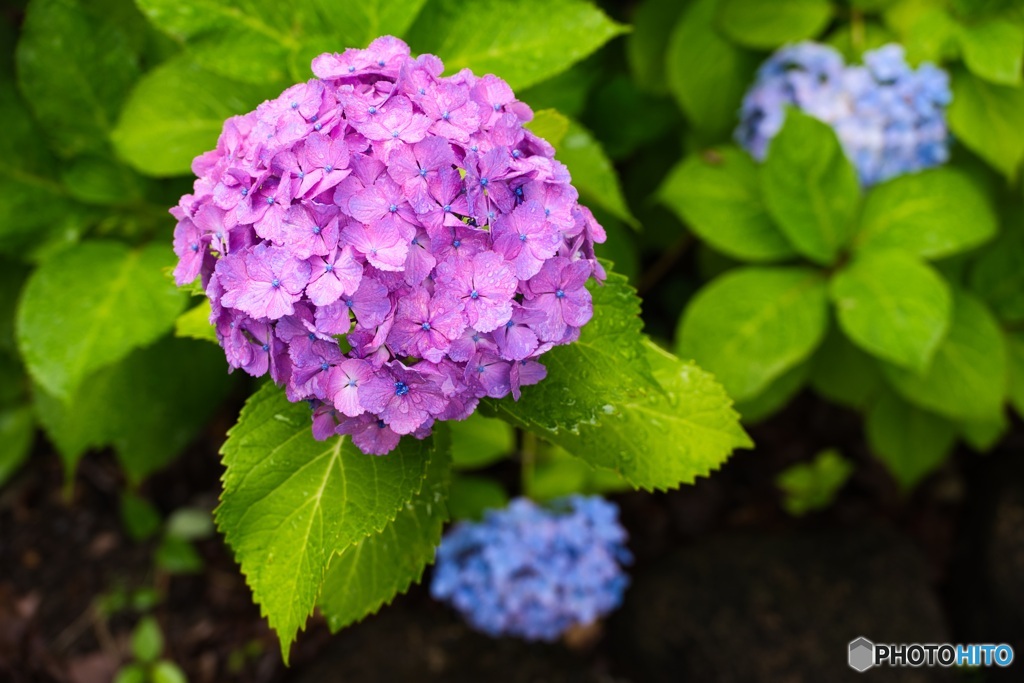 雨の紫陽花 ⑤