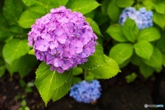 雨の紫陽花 ⑤