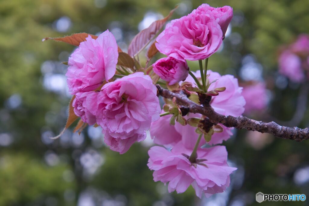 市政資料館／遅咲きの桜 ⑤