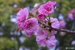 市政資料館／遅咲きの桜 ⑤