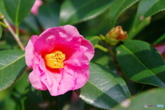 徳川園の春 2022 ⑥