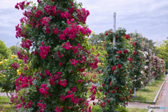 続・薔薇園散策 ⑥