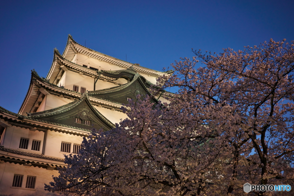 城と夜桜 ②