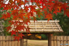 三之丸庭園の紅葉 ②