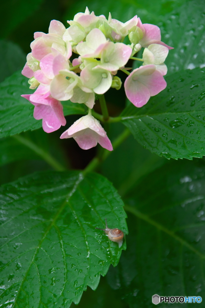 雨の紫陽花 ③ 小さな蝸牛