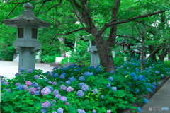 護国神社の紫陽花 ②