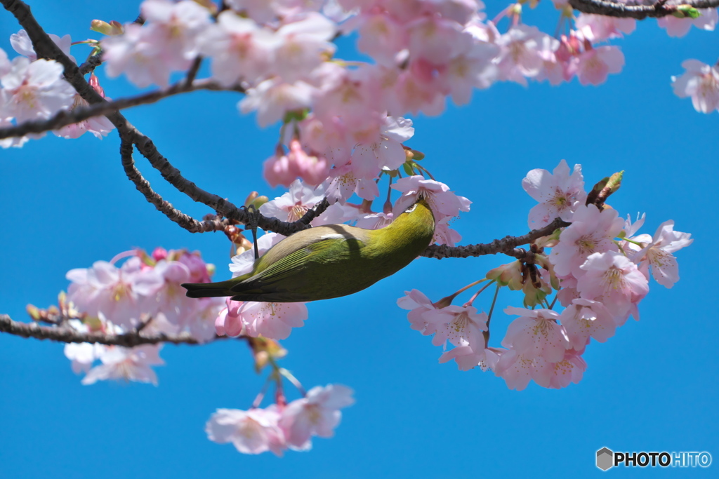 メジロと大寒桜 ③