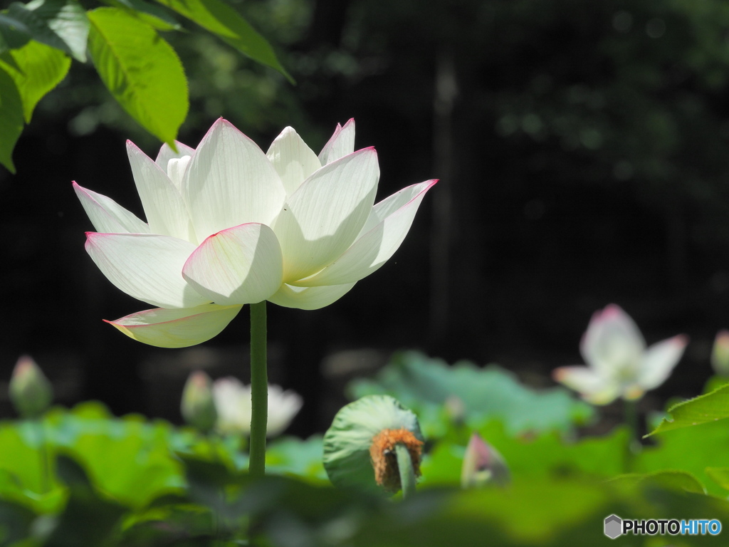 鶴舞公園の蓮 ①