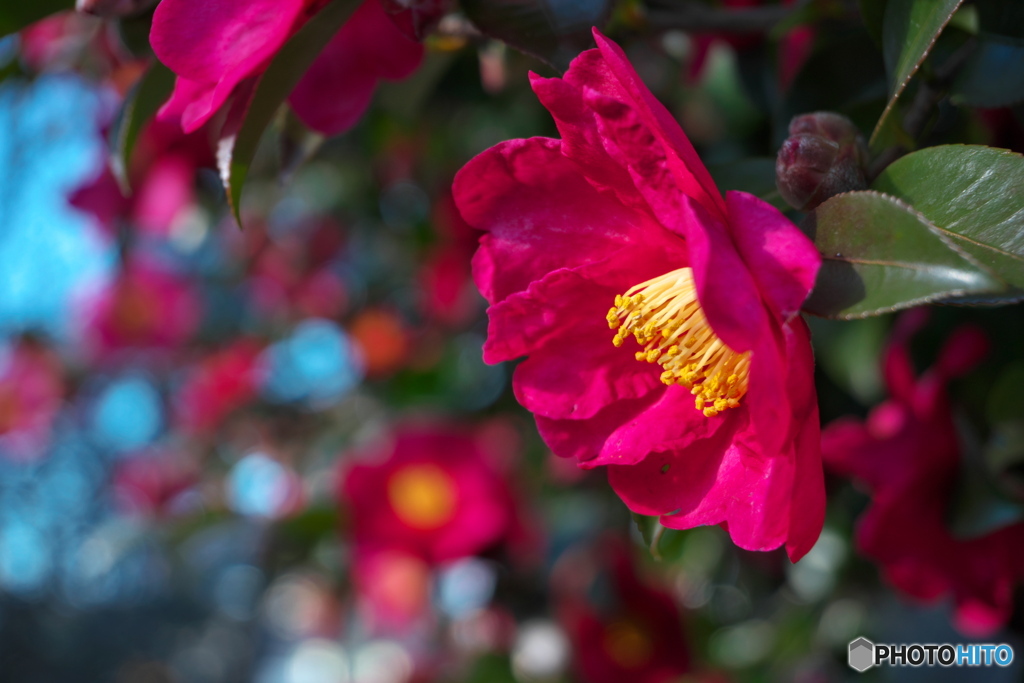 山茶花の季節 ②
