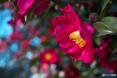 山茶花の季節 ②