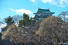 ハクモクレンと天守