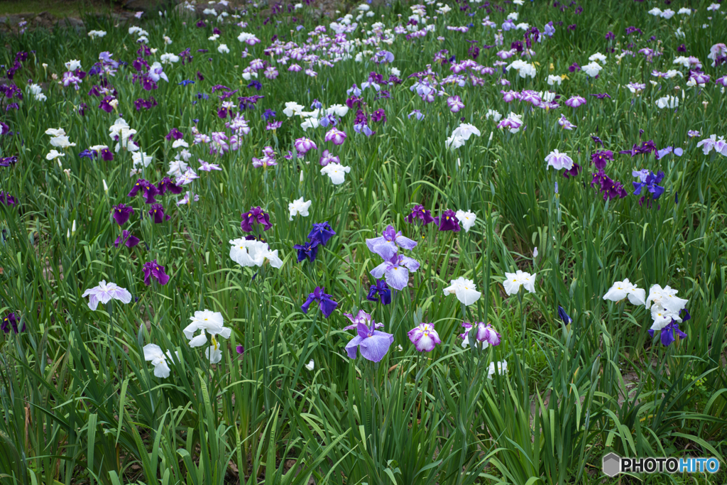 花菖蒲園 散策 ⑧