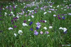 花菖蒲園 散策 ⑧