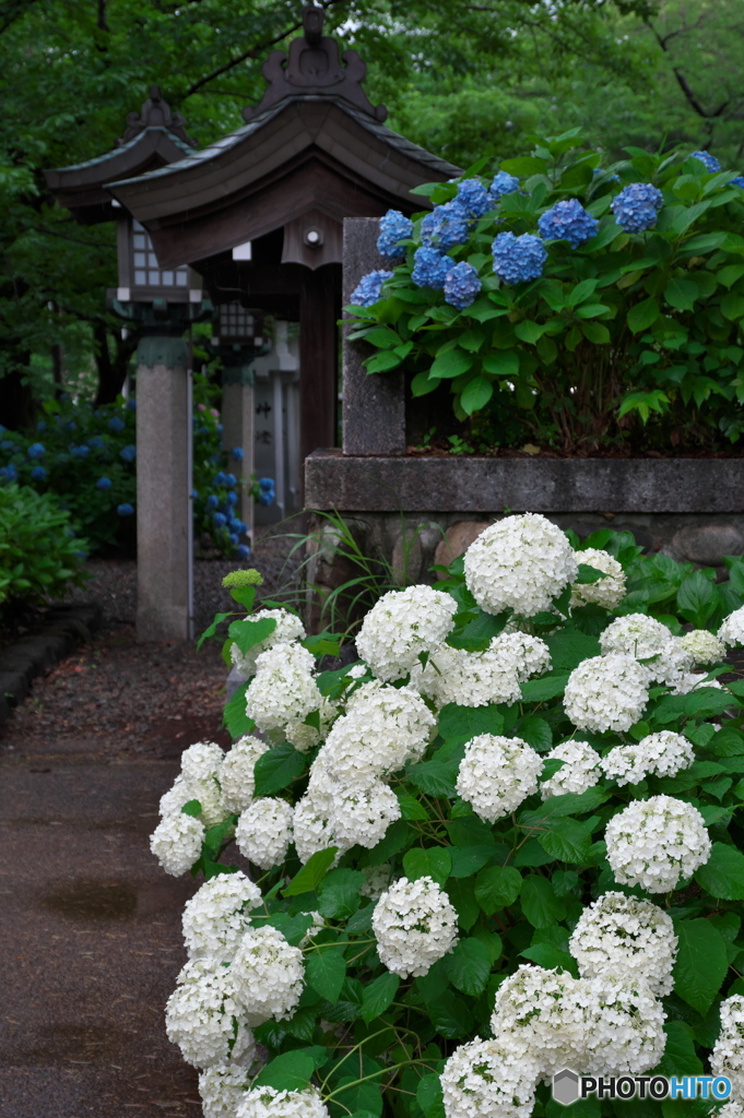 雨の紫陽花 ⑥