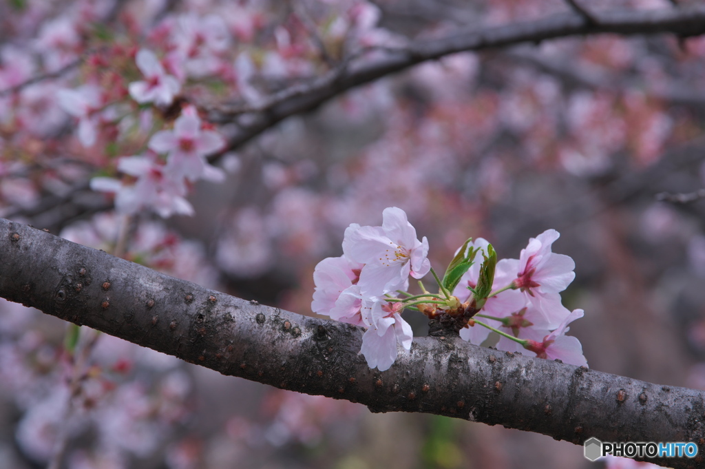 花見散歩 山崎川 ③