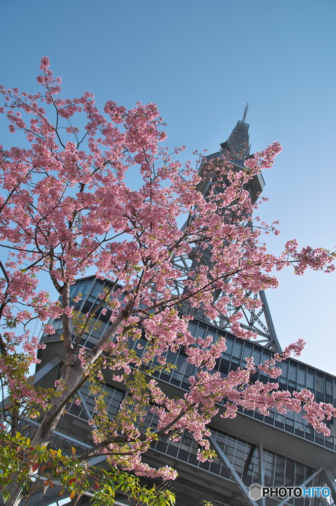 見上げる河津桜 ①