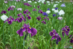 花菖蒲園 散策 ⑥