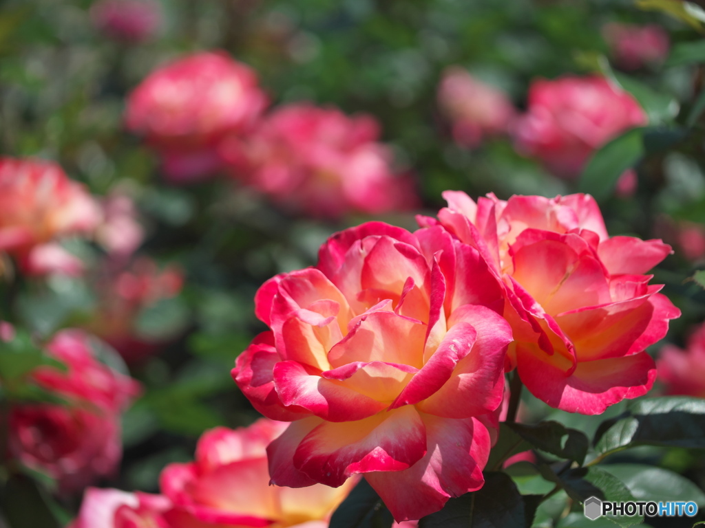 薔薇園散策 ⑦