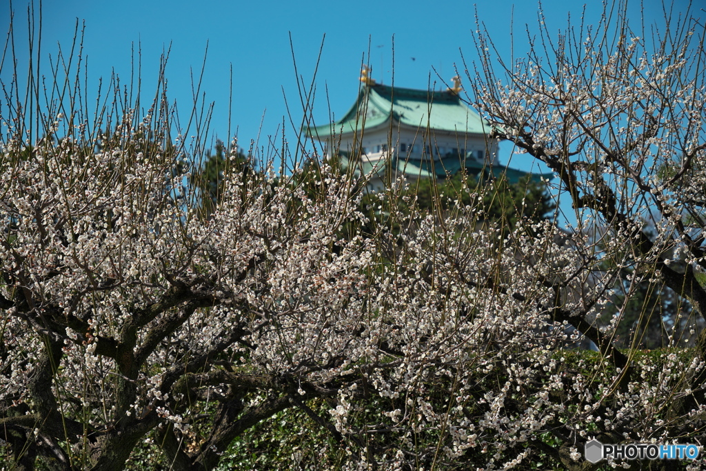 名古屋城の梅 ①