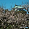 名古屋城の梅 ①