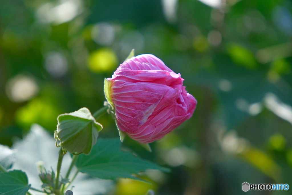 鶴舞公園の酔芙蓉 ②