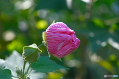 鶴舞公園の酔芙蓉 ②