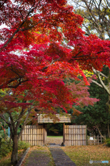 三の丸庭園の紅葉 2025