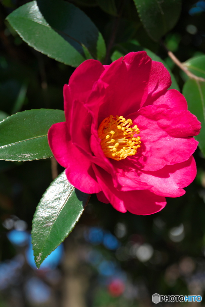 山茶花の季節 ①