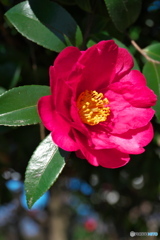 山茶花の季節 ①