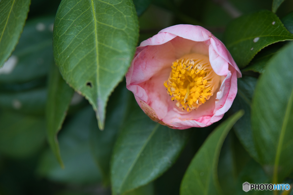 徳川園のお正月 2026 ⑦