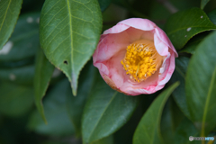 徳川園のお正月 2026 ⑦