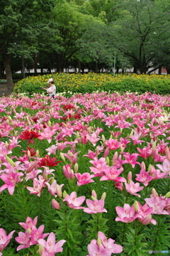 百合園散策④