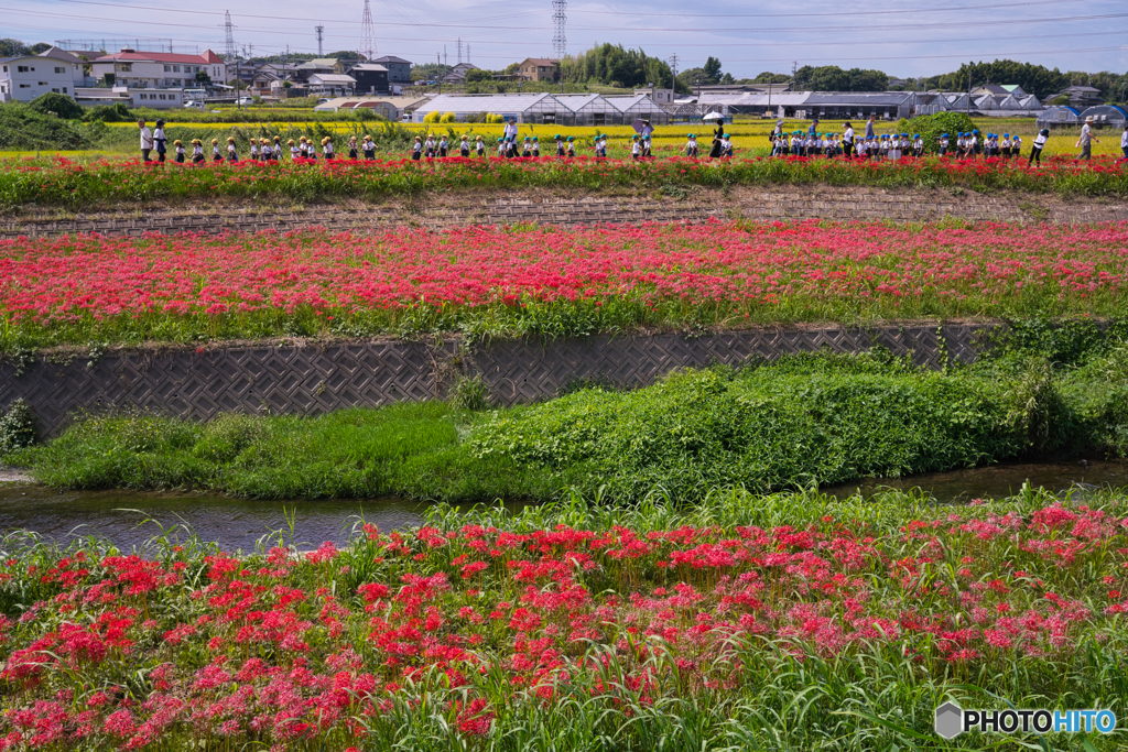 半田 矢勝川の彼岸花 ⑧