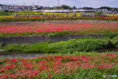 半田 矢勝川の彼岸花 ⑧