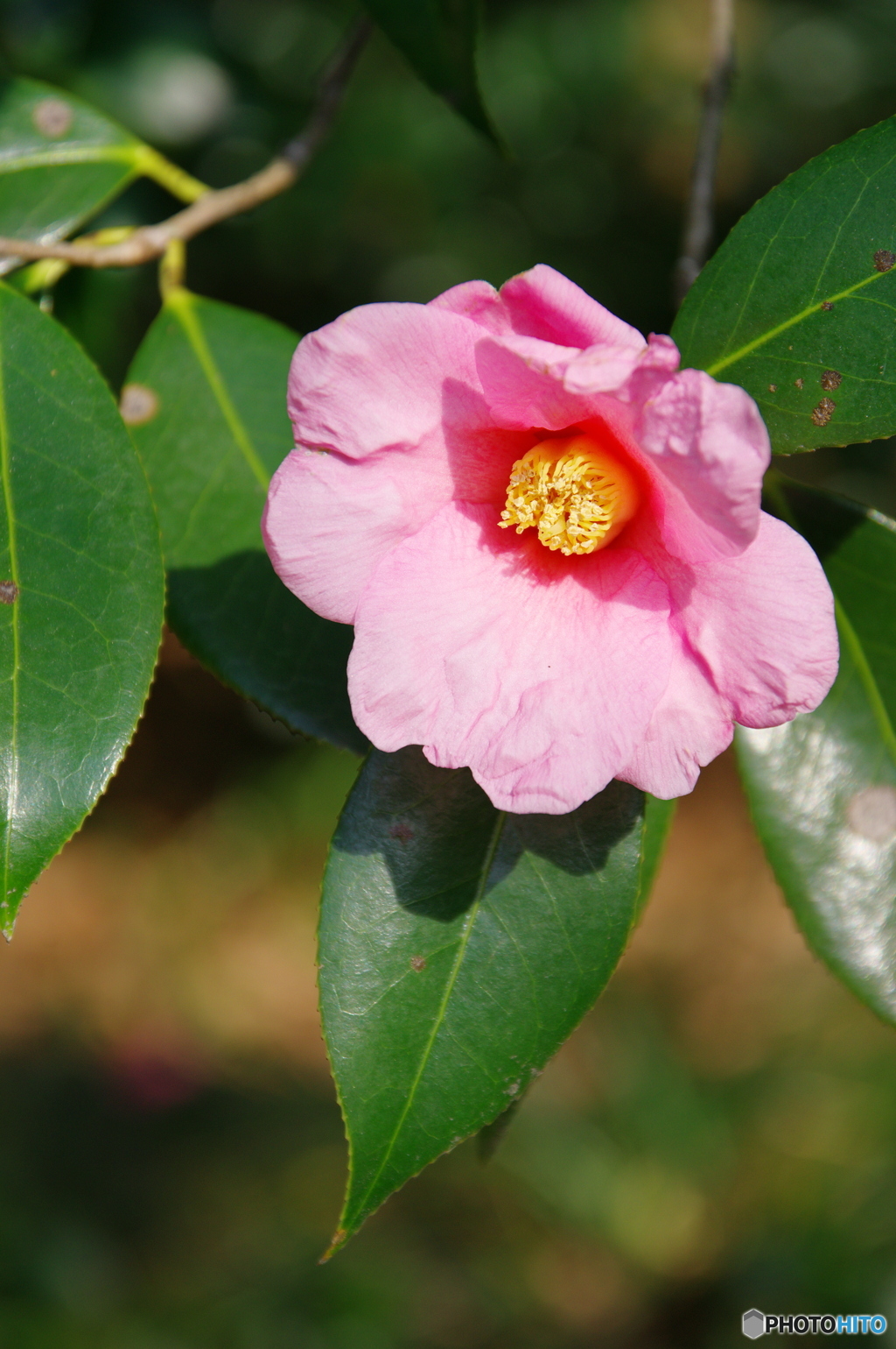 徳川園の春 2022 ②