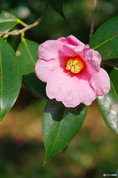 徳川園の春 2022 ②