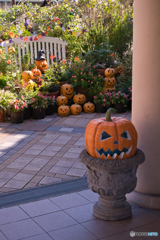 ハロウィンの庭散歩 ①