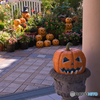 ハロウィンの庭散歩 ①