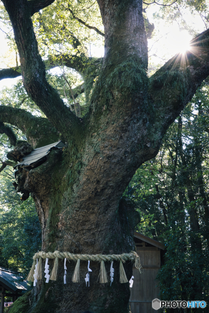 ご神木 大楠 ①