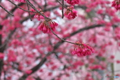 桜色の街 ②