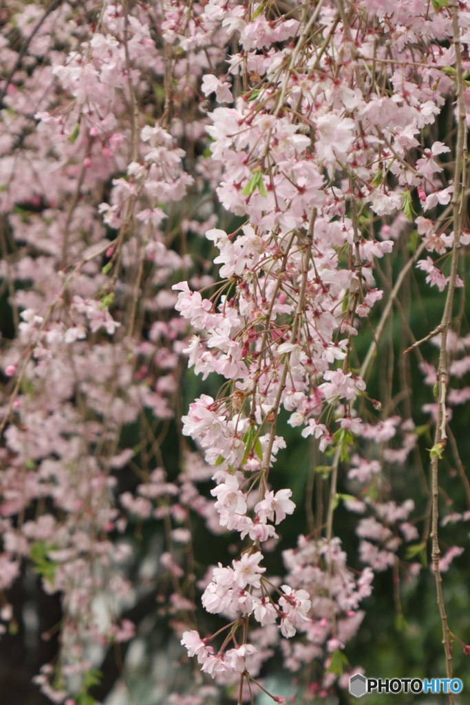 遅咲きの桜４